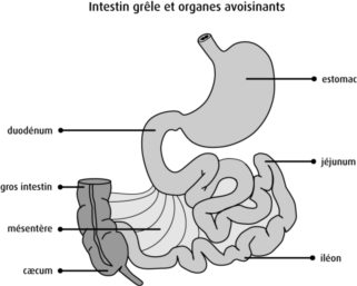 Probiotiques - Prébiotiques - Symbiotiques (1/2)