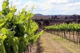 #Verdelho Producers   Swan Valley Vineyards  Australia