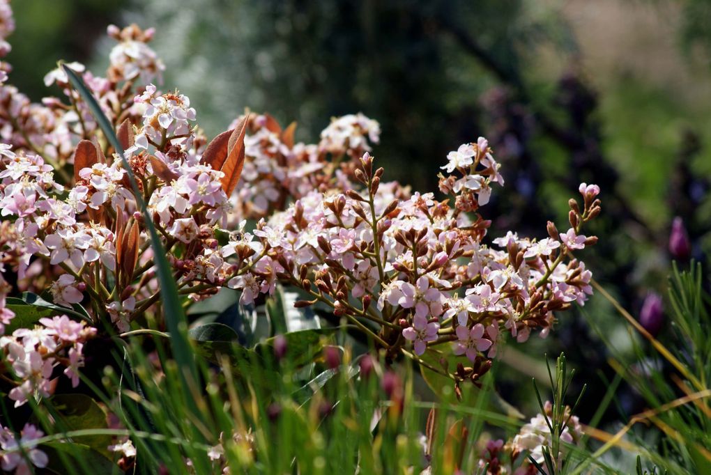 Les plantes et fleurs de mon jardin