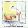 Le Labrador est à l'honneur ce mois-ci !