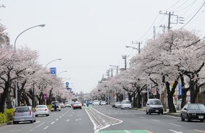 Un printemps à Tokyo
