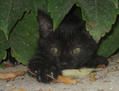 Le blog de sirius