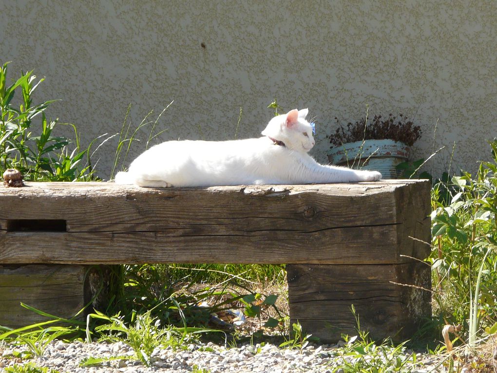 mes chats et tous les animaux qu'ils m'apportent