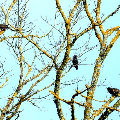 Les branches nues et les oiseaux