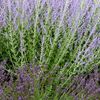 les plantes allélopathiques