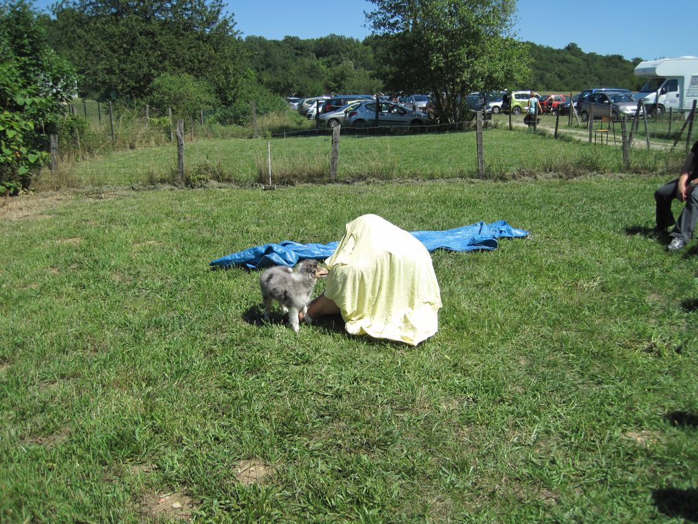 Album - Stage-ecole-du-chiot-25-et-26-juin-2011