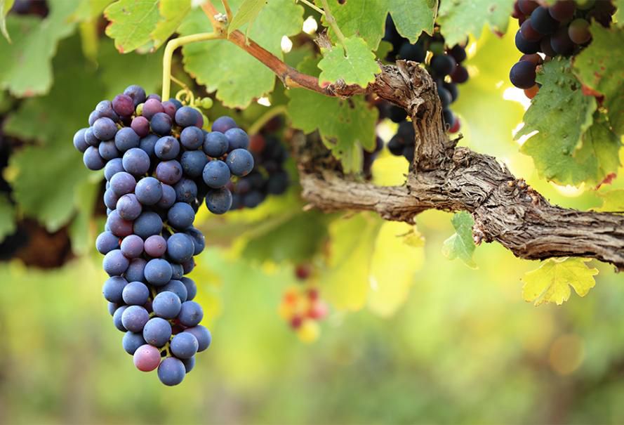 vigne vigneron sarment raisins