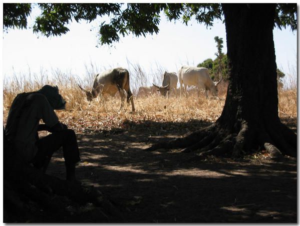 Album - le-senegal