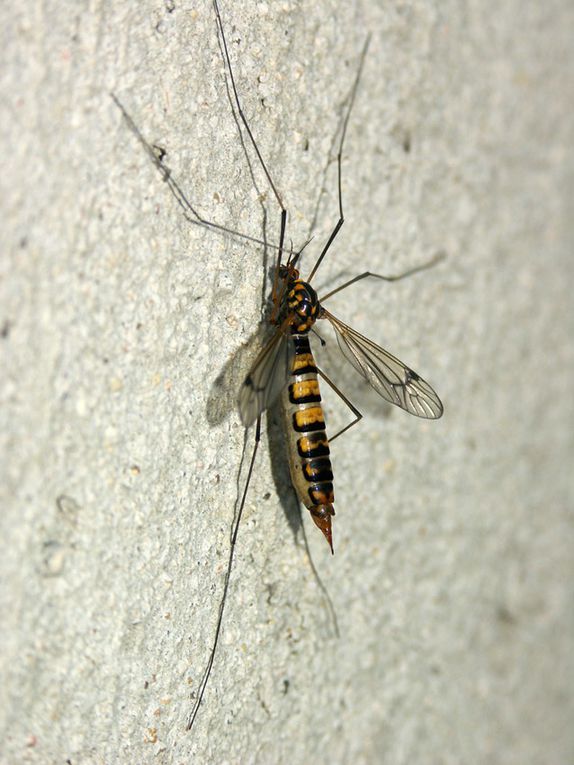 Moustiques, tipules, mouches, syrphes...
Des formes, des couleurs, des moeurs très variées. Un ordre d'insectes passionnants...