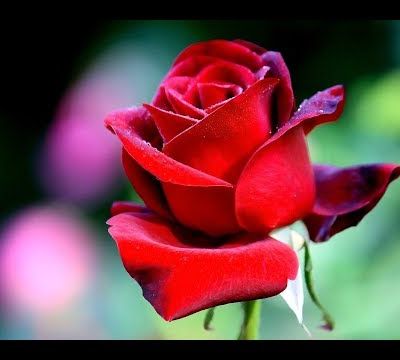  Michel Pépé poème d'amour st valentin