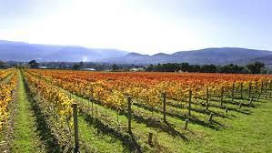 #Pinot Grigio Producers North East Victoria Vineyards Australia