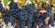 #Rose Syrah Producers Napa Valley Vineyards California