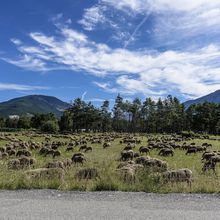 La transhumance de Patricia Lopez : Halte à St Andre les Alpes