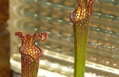 Ma Sarracenia x Readii