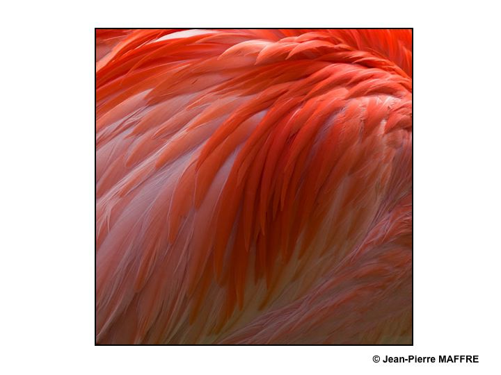 Que de plumes ! Moulin rouge, Folies Bergères, Lido ? Raté : Flamants roses tout simplement.