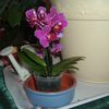 ma nouvelle minie orchidée