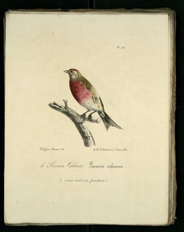 Gravures anciennes en couleur illustrations des oiseaux de Provence