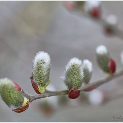 #MonProjet365-2 - Jour 20 - Joli Flou, Doux..