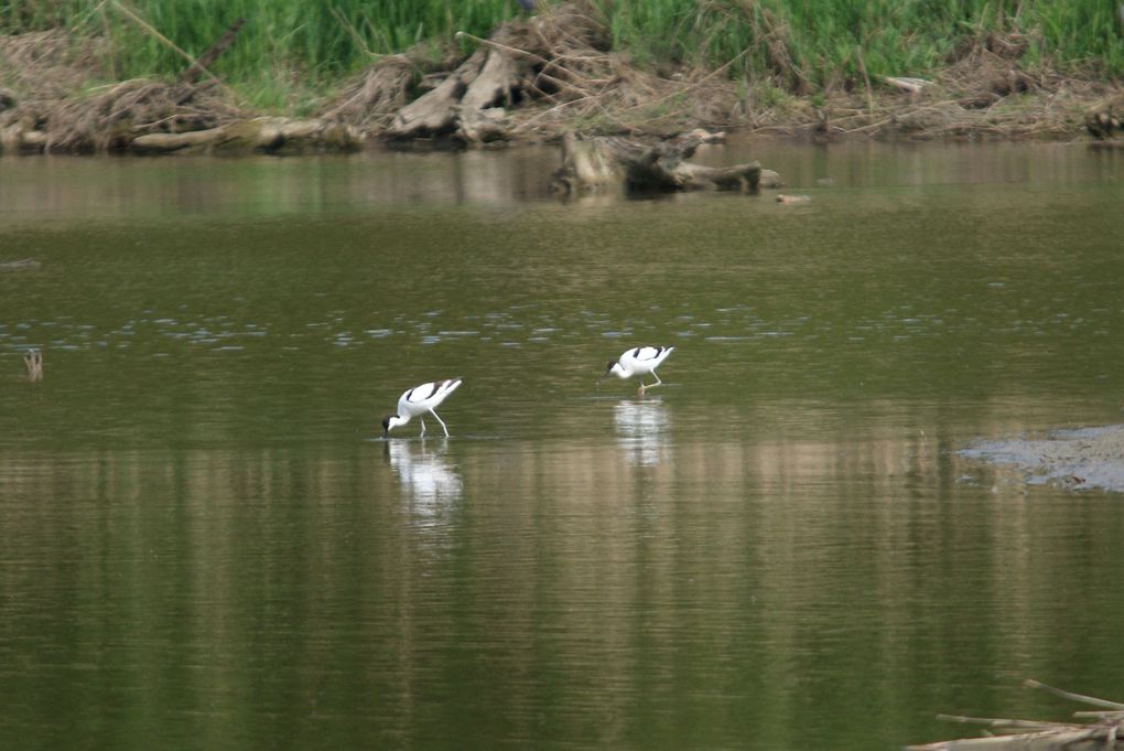 Album - Oiseaux-des-marais