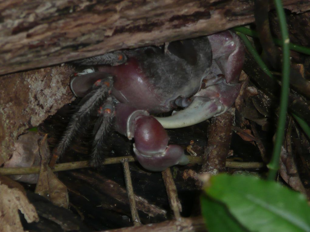 Album - 3-Nouvelle-Caledonie