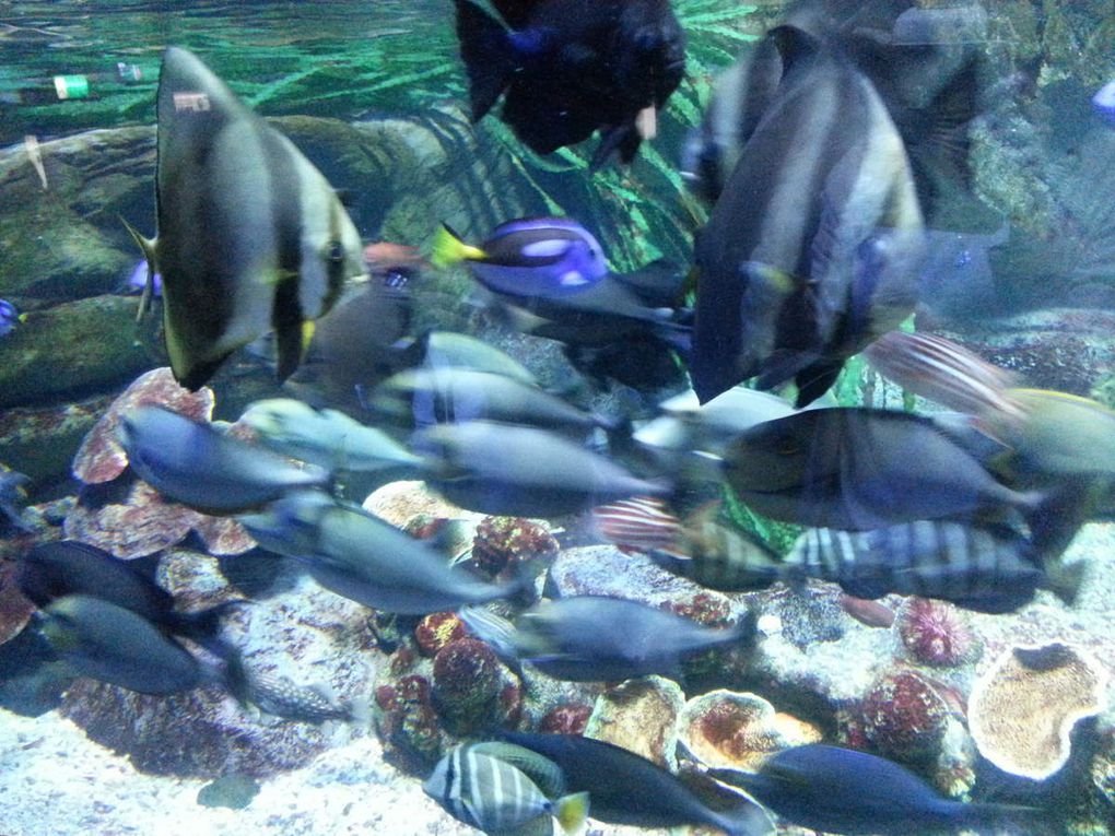 Aquarium de Busan