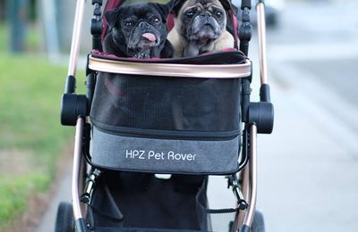 Avail the Best Pet Stroller from Renowned Online Store