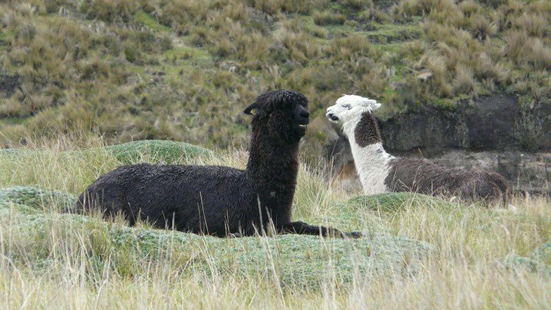 Album - Riobamba et LE Chimborazo