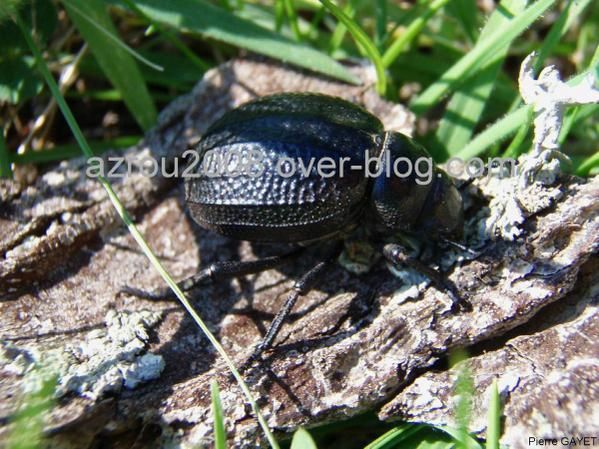 Photos d'insectes et autres bestioles croisées dans la journée, généralement en forêt d'Azrou dans les montagnes du Moyen-Atlas au Maroc... scorpions, araignées, fourmis, ânes, papillons, abeilles ou cigales sont présents dans cet album