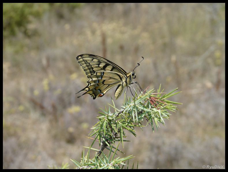 Papilio-machaon