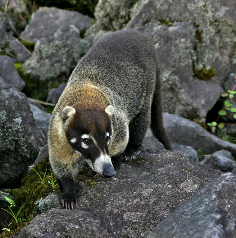 Album - Costa-Rica