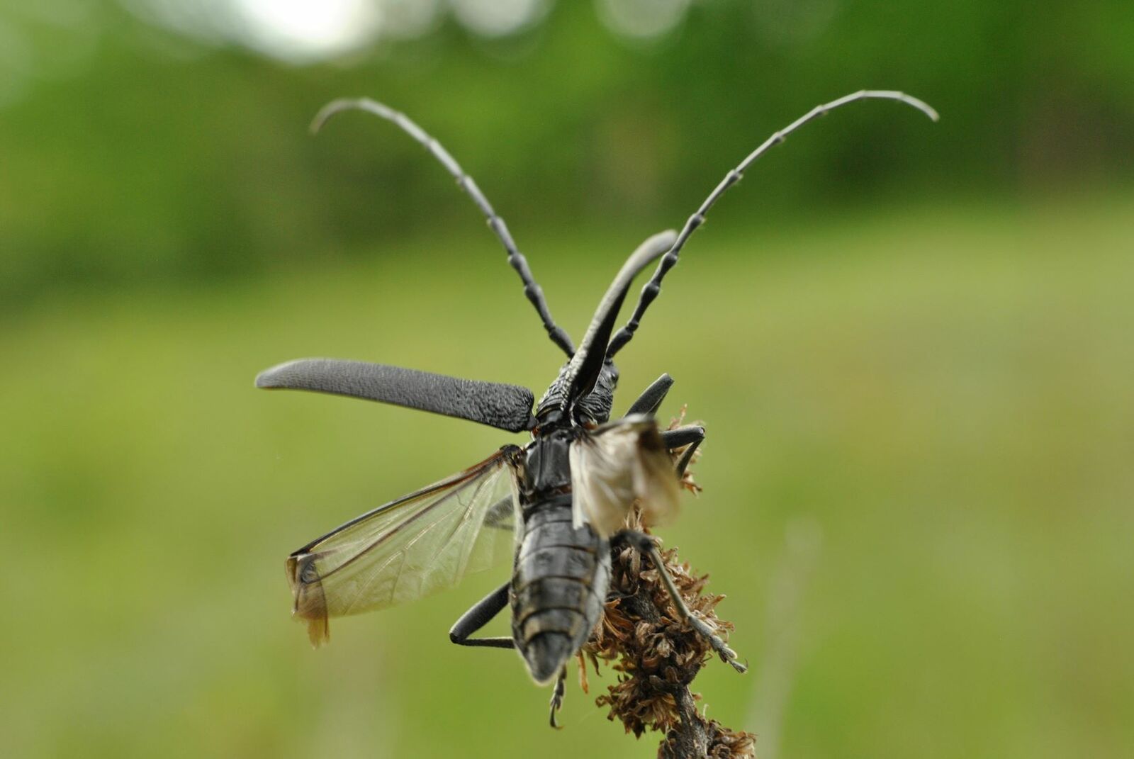 2ème Prix du Jury "Envol du Grand Capricorne" ©Marion Zanon