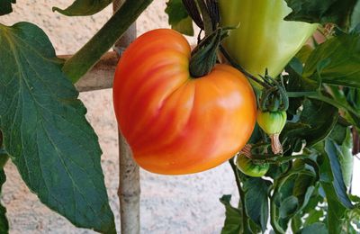 vente de plants de tomates bio de Vèbre