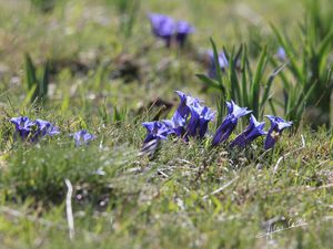 Photos expo - Fleurs et morilles