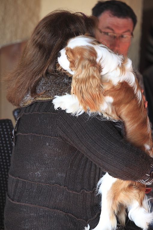 Déroulement de la journée Cavalier King Charles.