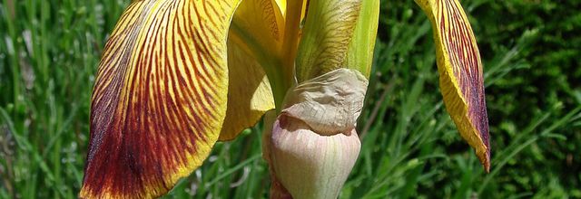 Du Siège au Décor, belles iris, Tapissier d'Ameublement