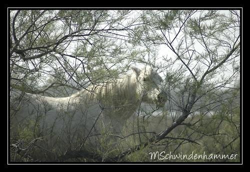 Chevaux en Camargue