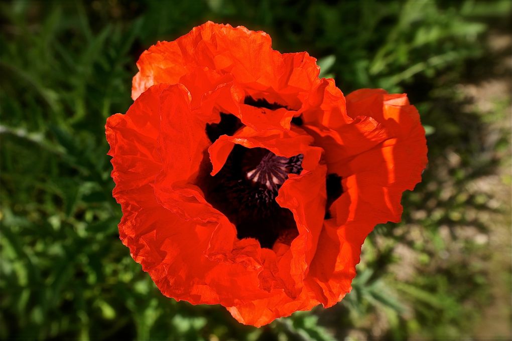 Les fleurs