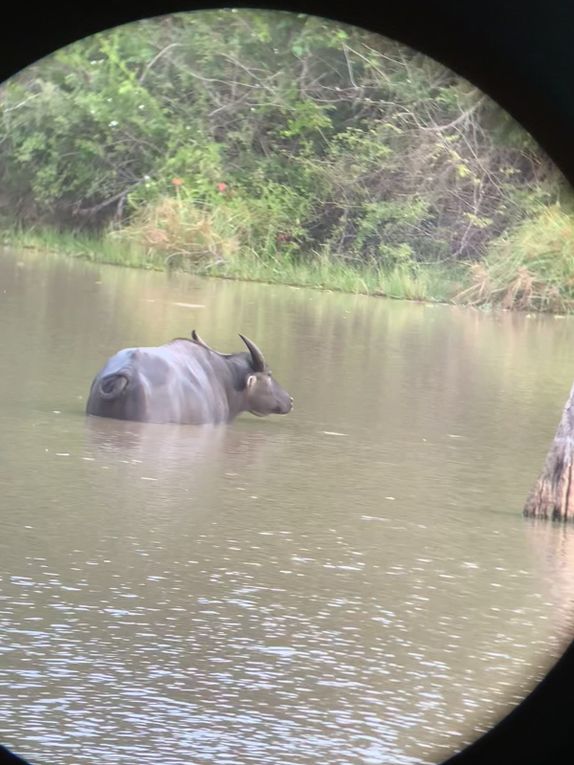 Safari dans le Wilpattu