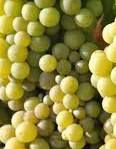 #Semillon Producers New York Vineyards