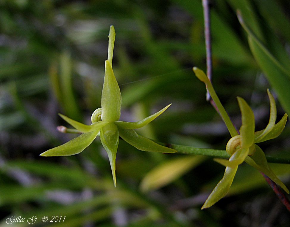 Album - Madagascar 2011: Orchidees