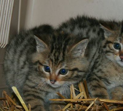 Clinique de la faune sauvage : un accueil en hausse cet été