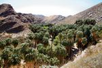 Indian Palm Canyon, (Palm Springs), CA. Décembre 2003