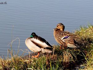 Le long du canal, les canards sont nombreux 