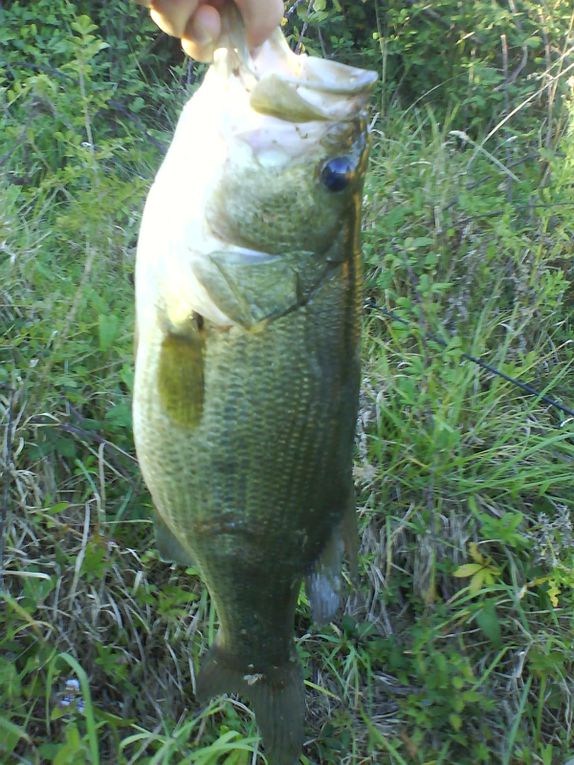 Voici quelques Black-Bass, un poisson terrible !!!