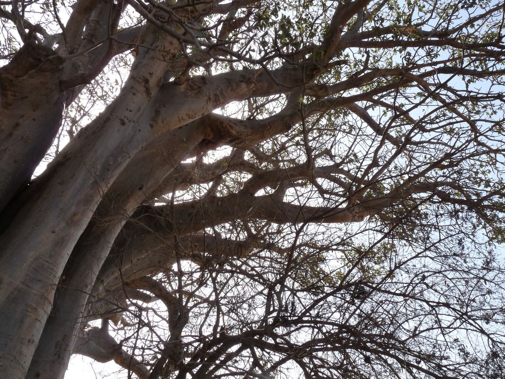 Album - le-baobab-des-griots