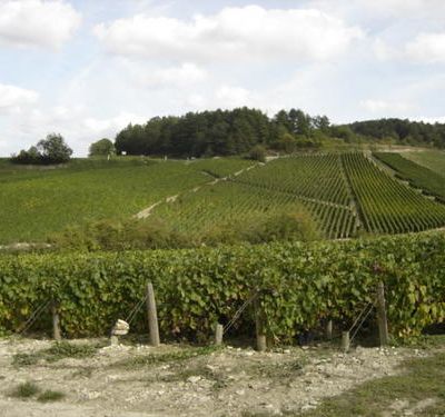 Les vendanges pas à pas