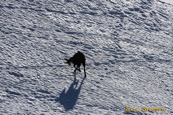 Album - chamois-de-printemps