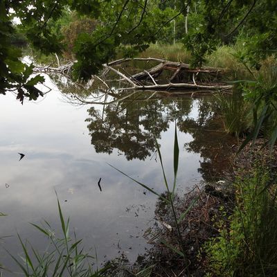 Balade dans la forêt de Saint-Brice...