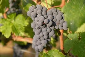 #Cabernet franc Producers Western Victoria Vineyards  Australia