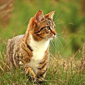 Identification du chat : puce ou tatouage ? Est-ce obligatoire ?